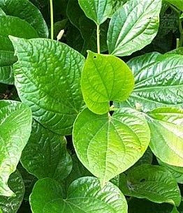 manfaat obat cefixime 200mg manfaat obat cefixime 200mg